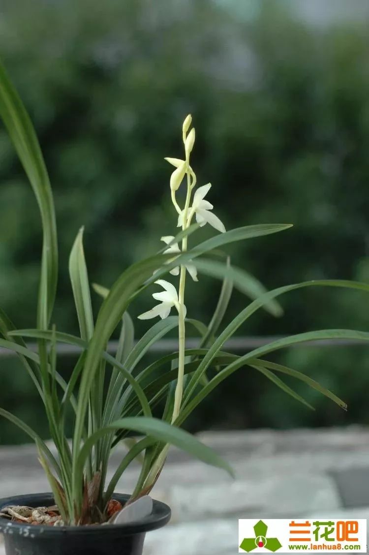 建兰素心兰品种及图片,青山玉泉兰花勤花吗