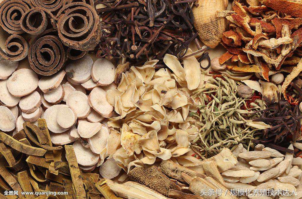 羊衣原体流产的原因及防治方法,衣原体羊感染以后羊怎么处理