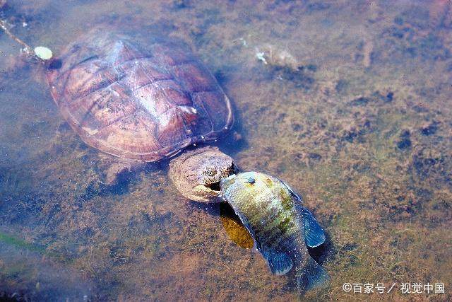 鳄龟为什么不能随便放,鳄龟不要随便放生