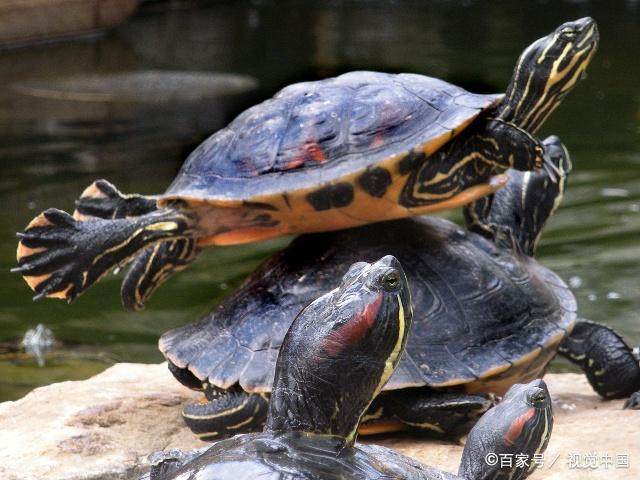 新手养龟推荐龟粮,养龟新手