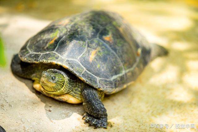 新手养龟推荐龟粮,养龟新手