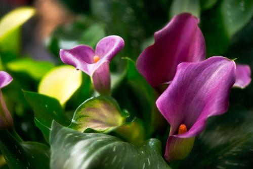 马蹄莲什么特点好养活呢,马蹄莲的养护要点有哪些