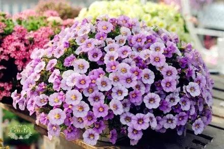 木本植物什么月份修剪最好,红背桂这种植物该如何给它修剪