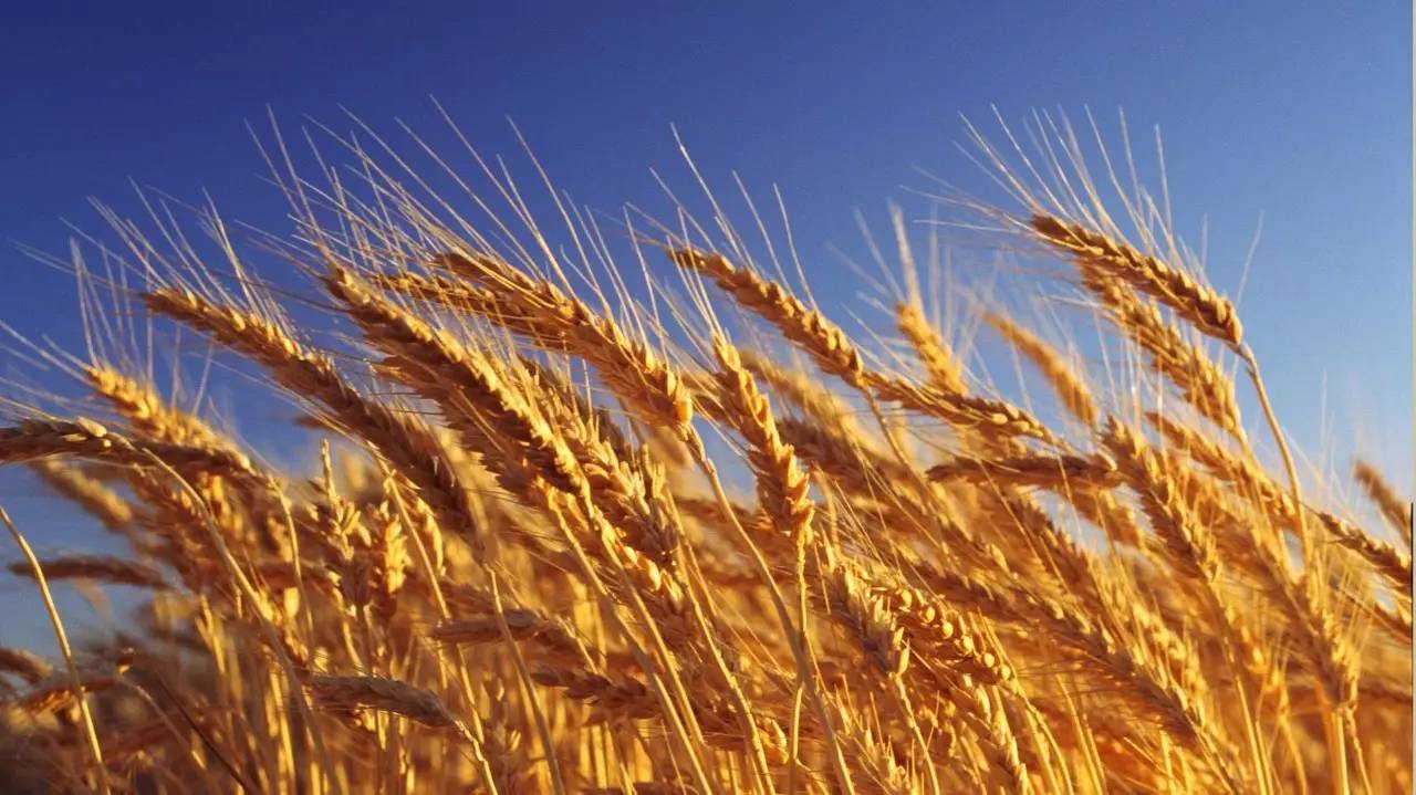 小麦主产区遇卖粮难,河南农民售粮