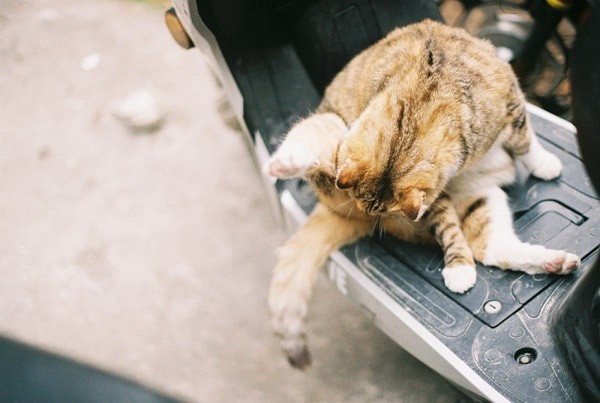 猫咪舔你是什么意思,猫咪舔爪子怎么回事