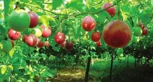 海南共享农庄批几个村庄,海南2019年首批共享农庄