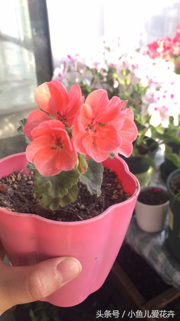 天竺葵常见的病虫害及防治方法,天竺葵锈病是由什么引起的病害