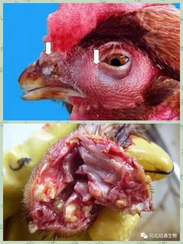 家禽会引起鼻炎吗,鸡鼻炎可以用青霉素吗