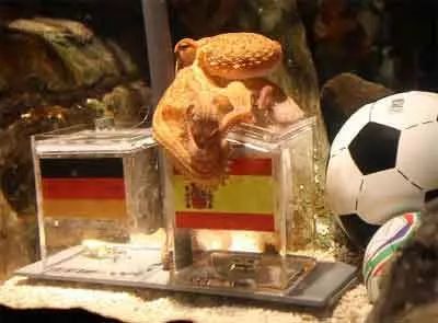 当世界杯遇上域名——那些年世界杯相关词汇域名你还记得吗