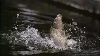 海鲜十大谣言,吃海鲜的八大谣言