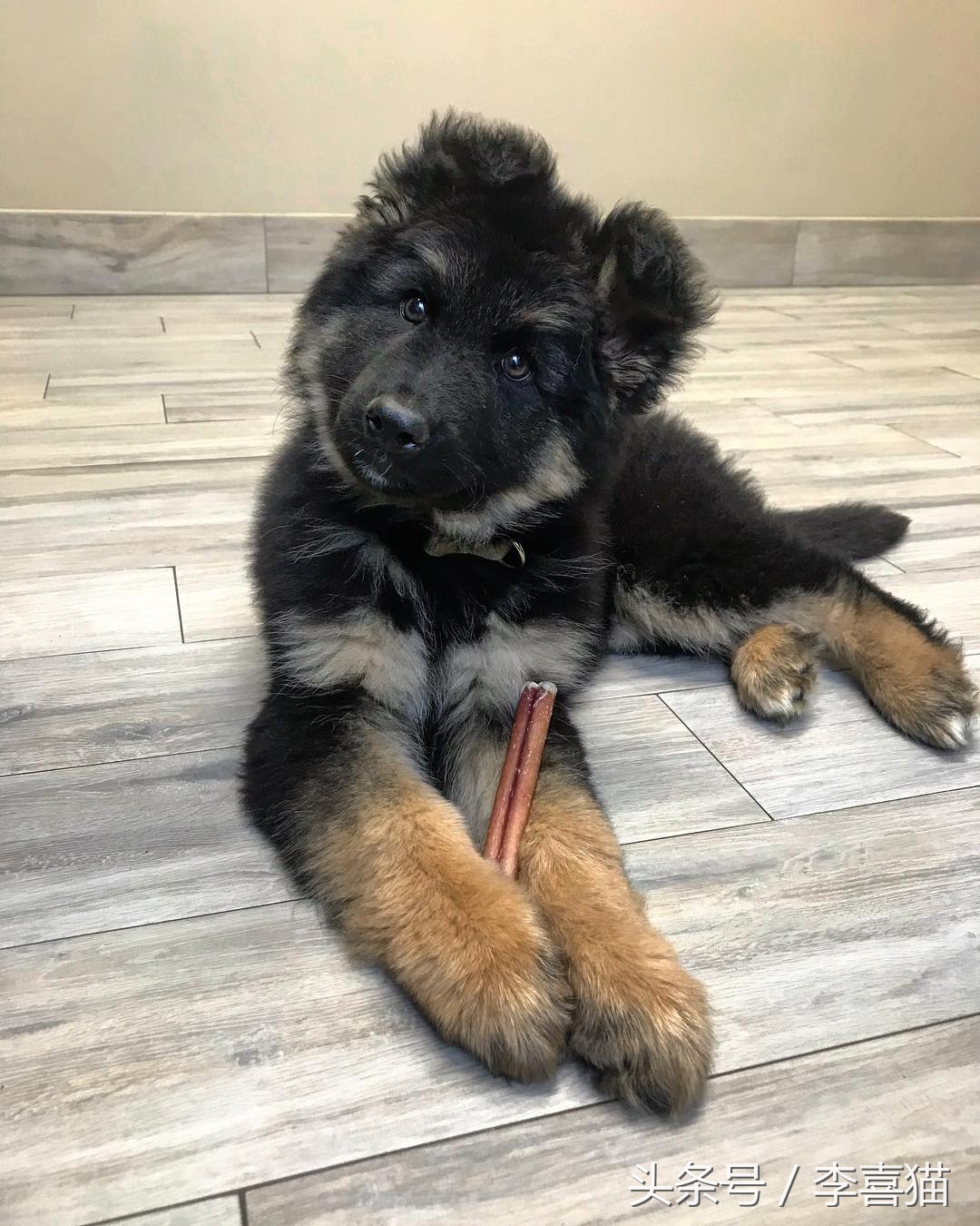 小时候的德牧小视频,德牧小时候跟小土狗一样