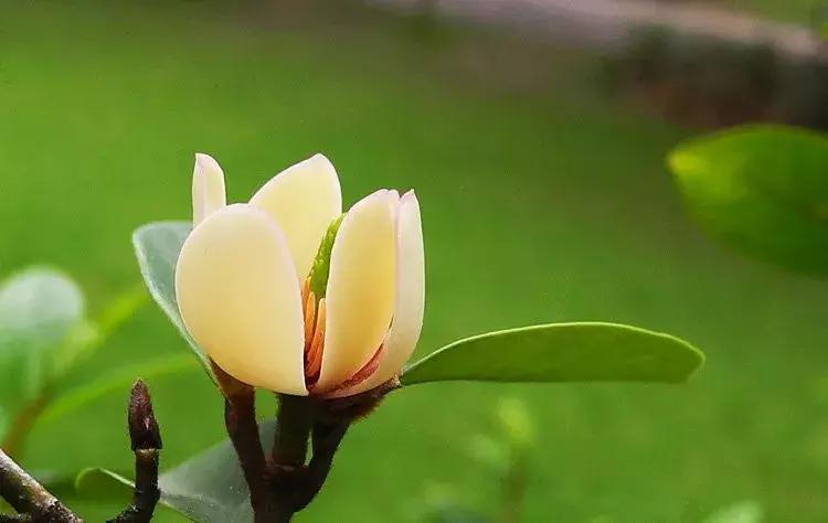 一日一花一诗,一日一花一诗木棉花