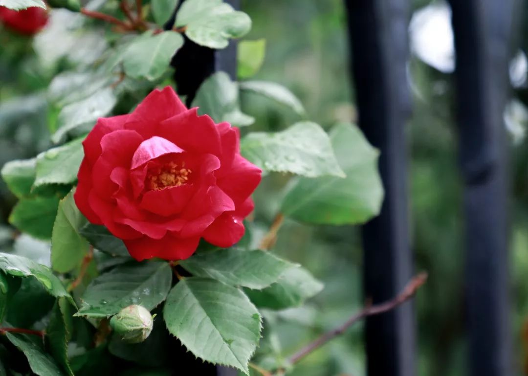 海大校花,海大双胞胎校花