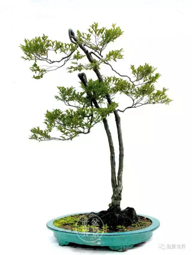 黑骨香盆景,黑骨香盆景造型视频大全