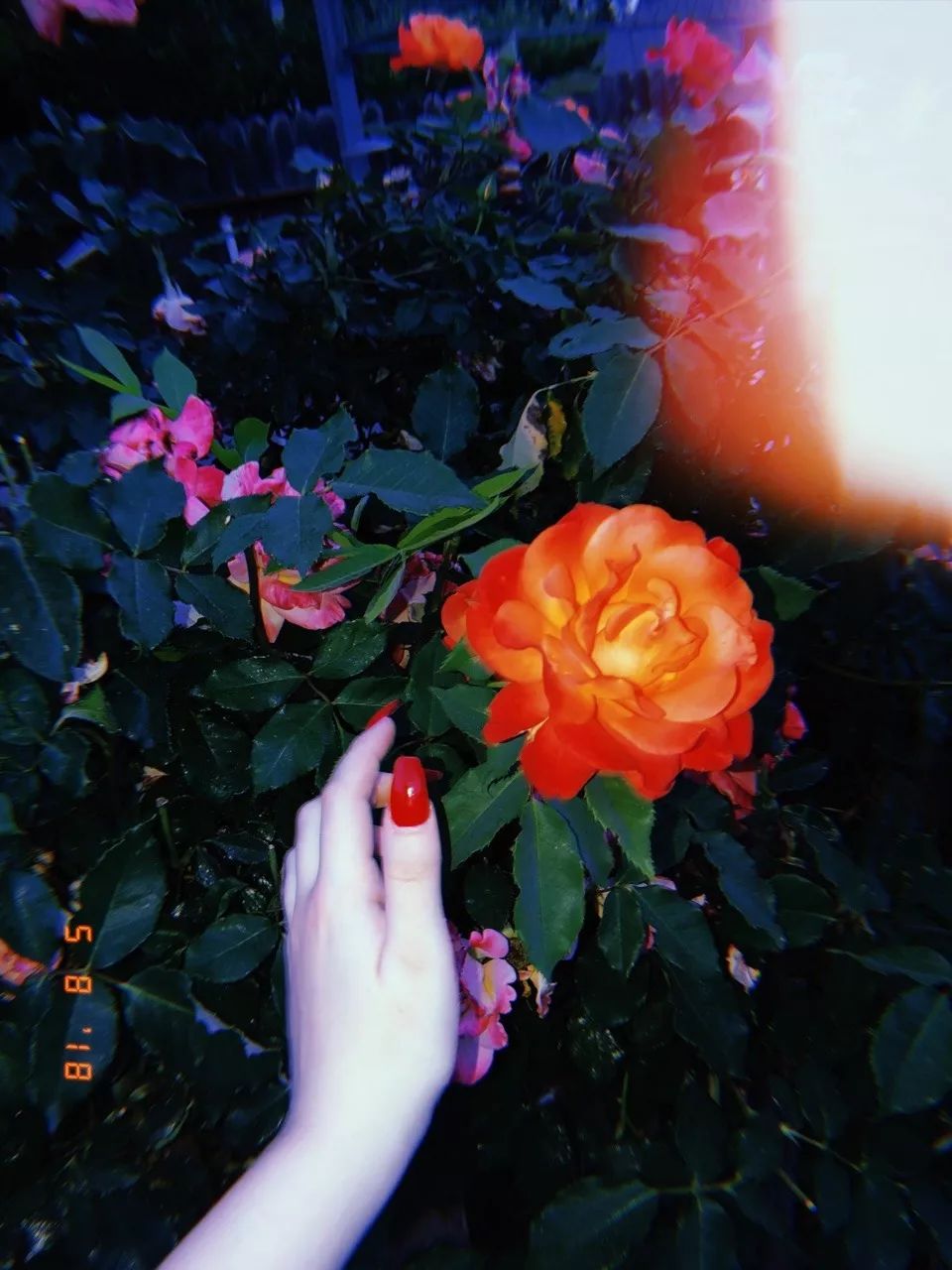 小贾和卡戴珊都用的拍立得APP，真得不试一下吗？丨编辑推荐