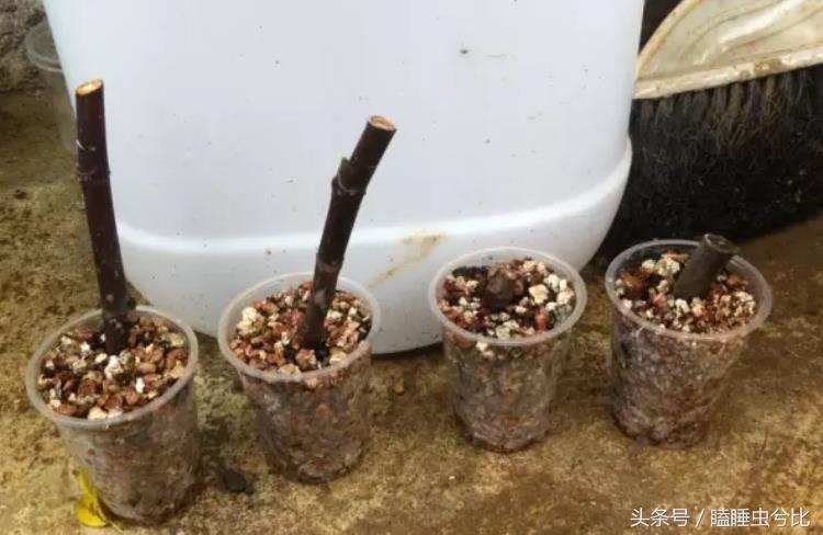 颗粒土和营养土哪个养多肉好,养多肉用什么土和什么肥料