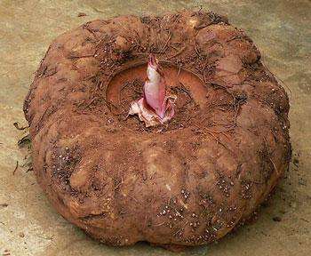 桂林全州11月有什么特产,桂林下酒特产必买清单大全