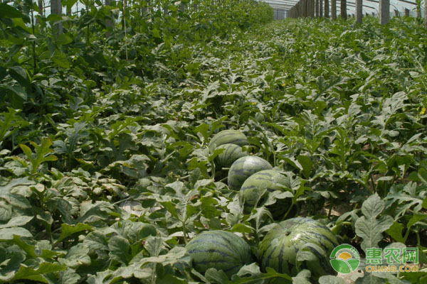今日西瓜价格最新行情绿果网,今天西瓜批发价是多少钱一斤