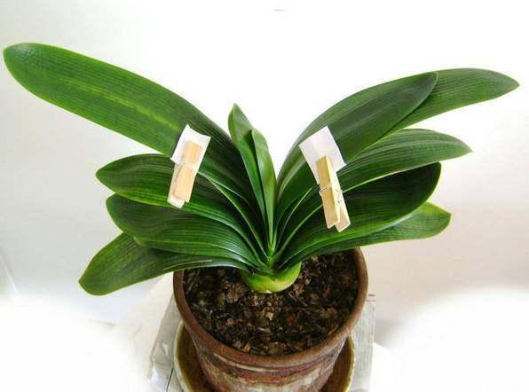 君子兰怎么摆放叶片才能不歪斜,君子兰叶片歪斜特别严重怎么矫正