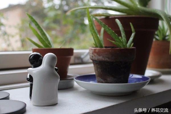 芦荟常见病虫害防治,芦荟有病虫害吗