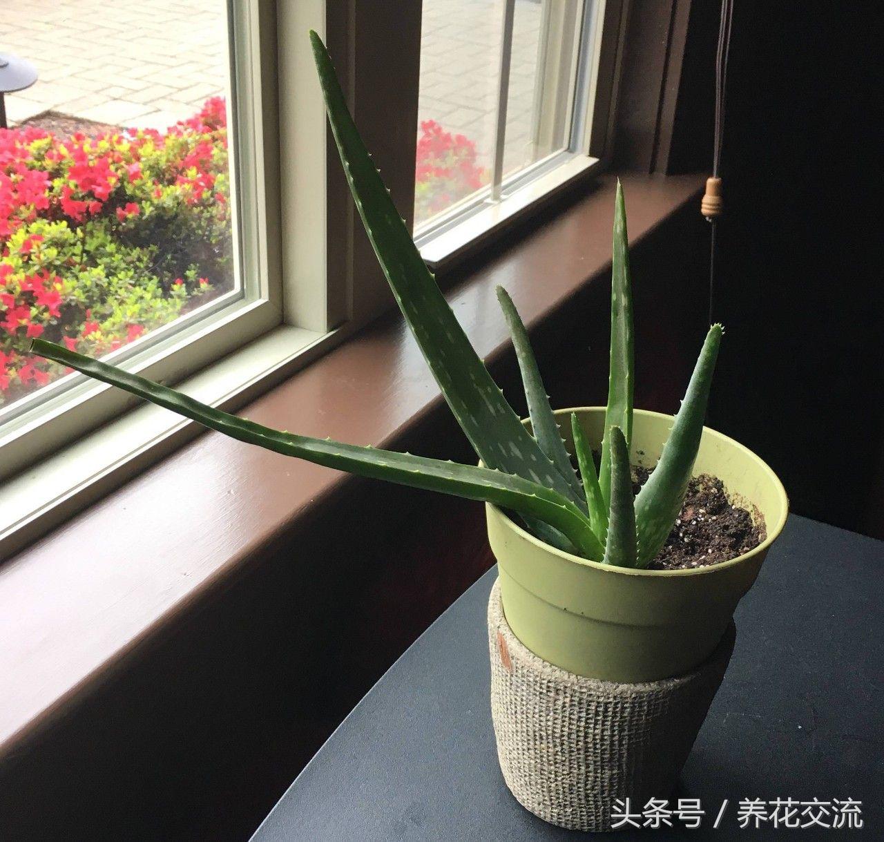 芦荟常见病虫害防治,芦荟有病虫害吗