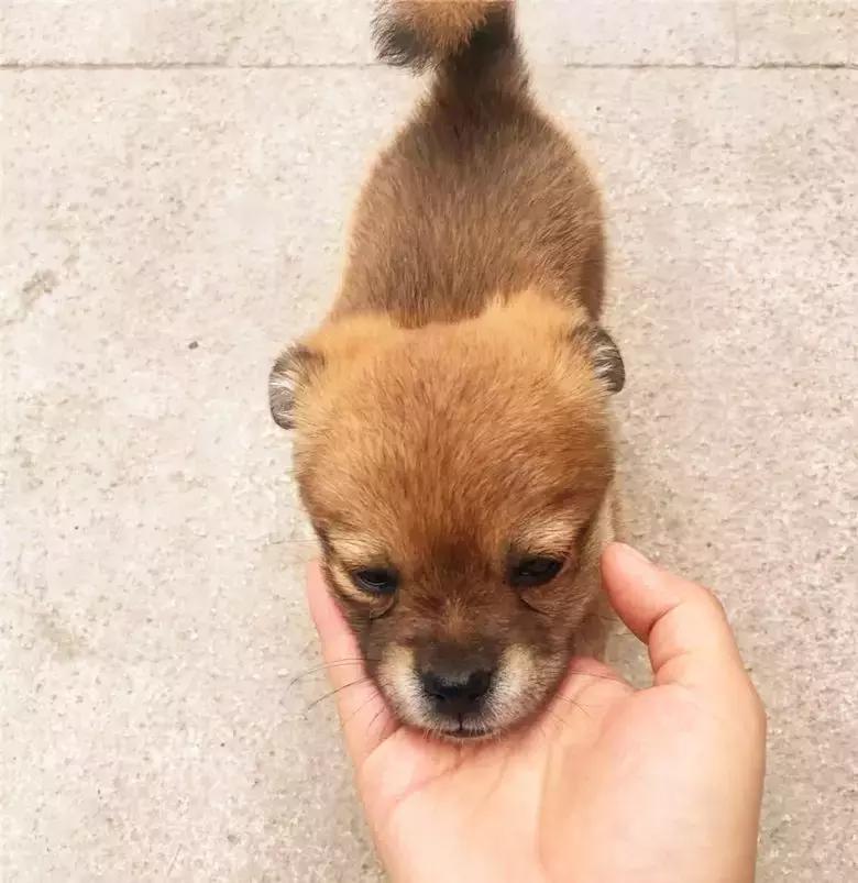 土狗看家如何不被咬,小土狗护食被咬