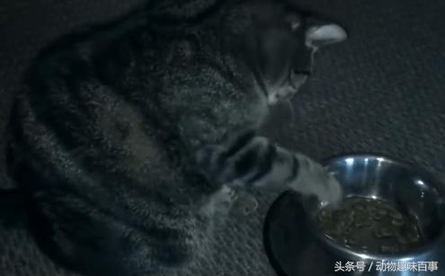 你见过猫咪喝水吗,猫咪是怎么出汗的