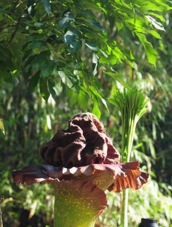 鬼吹灯最可怕的花,鬼吹灯最震撼的花