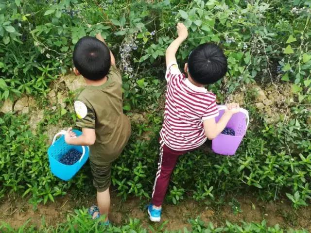 最新蓝莓采摘,蓝莓基地怎么采摘蓝莓
