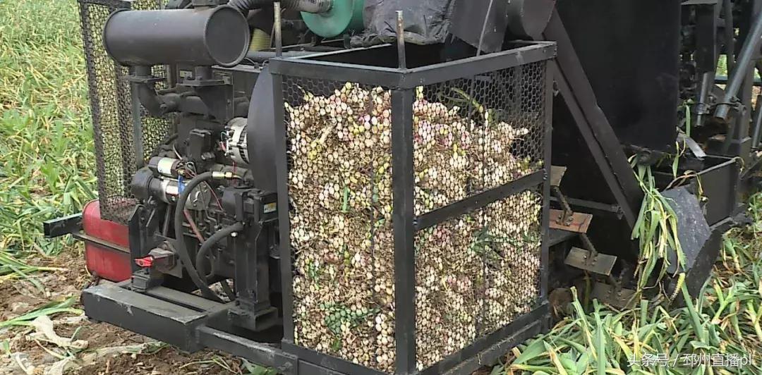 有了这个大家伙，蒜农再也不用为起蒜发愁了！