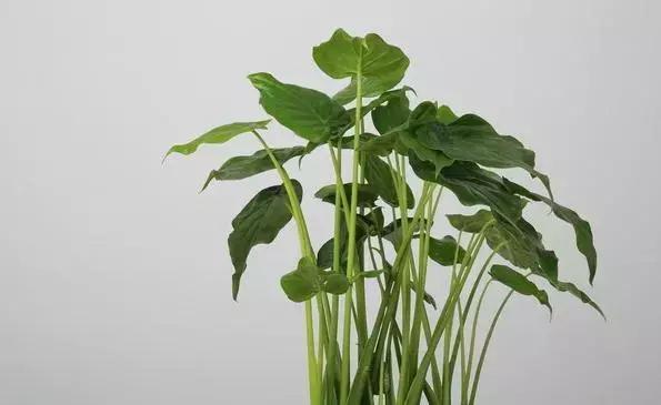 水培滴水观音怎么养才能旺盛,横式滴水观音土培养殖方法