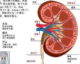 肾虚并肾亏的症状,肾虚肾亏什么区别