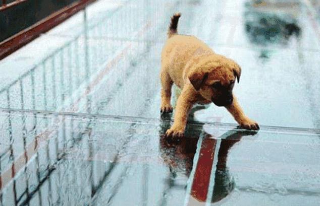 空中玻璃栈道真实感受,浙江玻璃栈道推荐