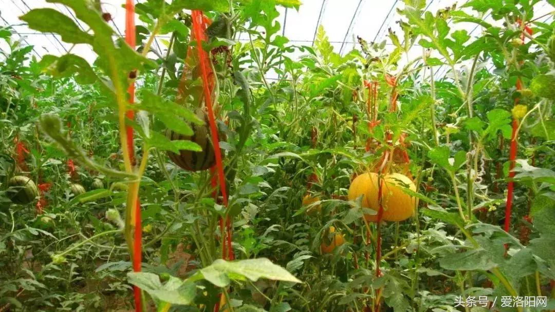 孟津最好的草莓采摘地点,冬季孟津采摘园