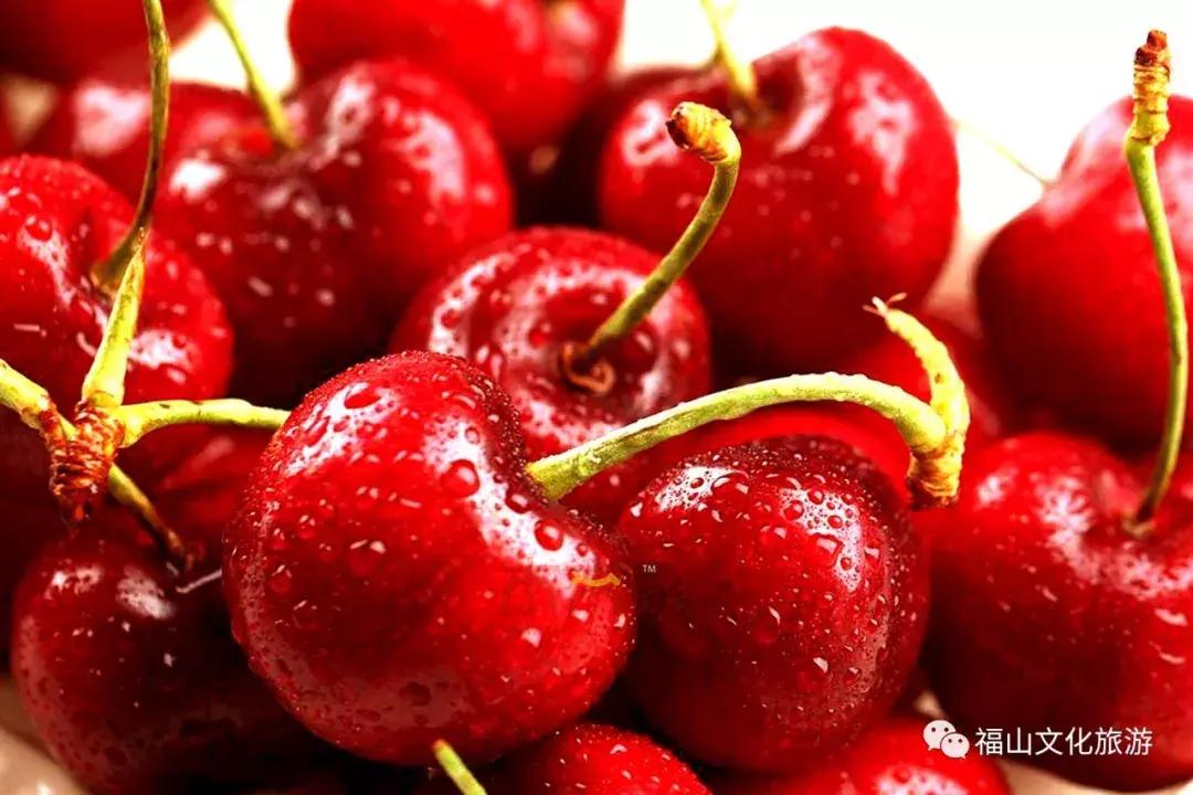 2020年烟台大棚樱桃采摘,最美樱桃季烟台露天大樱桃采摘啦