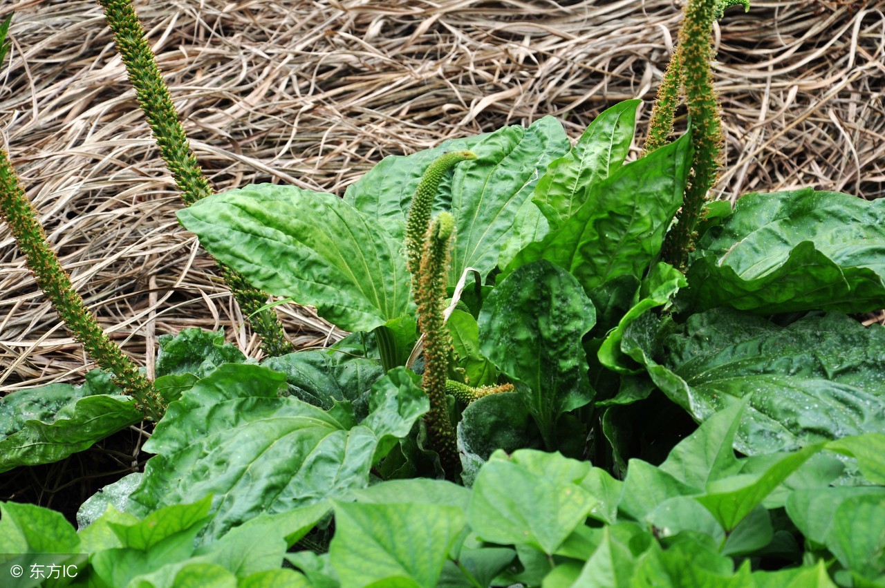 农村遍地是宝，随便一棵草，就能治猪腹泻！
