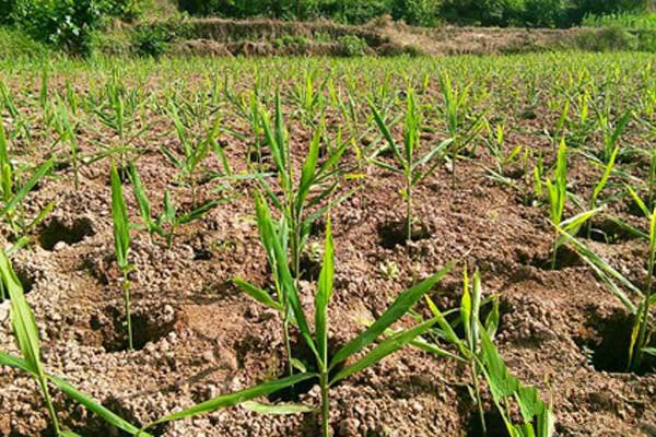 生姜露天种植方法生姜苗期管理,生姜出苗后的管理方法和技术