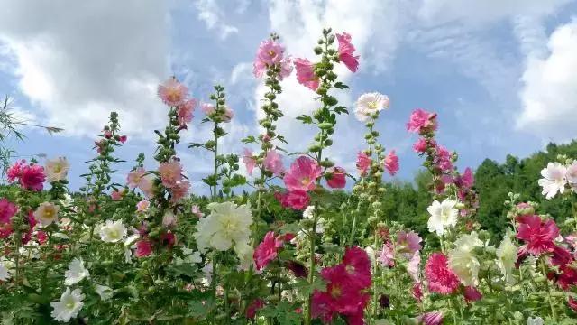 金堂鲜花山谷风景区门票多少钱,鲜花山谷金堂