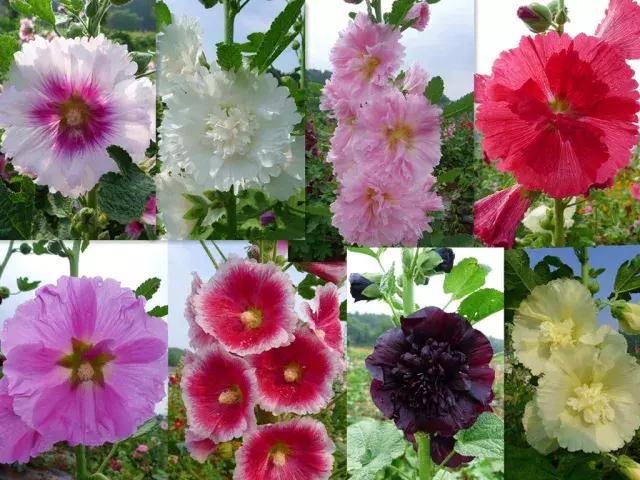 金堂鲜花山谷风景区门票多少钱,鲜花山谷金堂