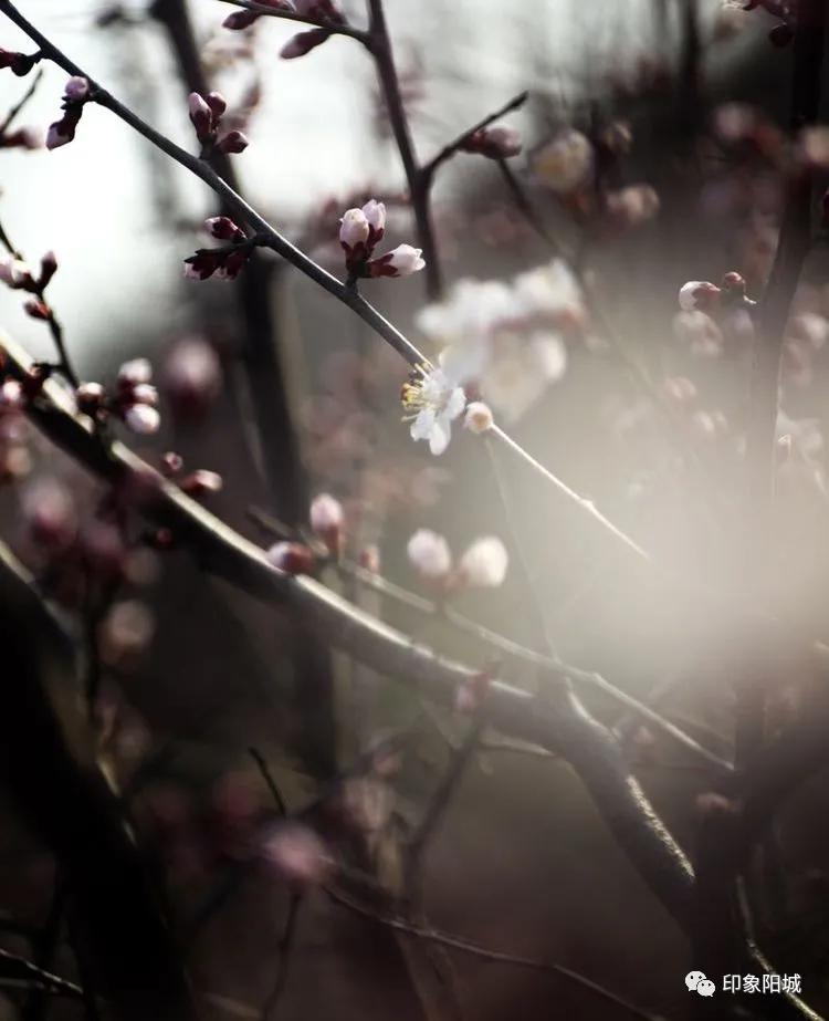晋城哪里可以春游,晋城附近春游景点