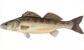 鲟鳇鱼黑龙江纯野生,黑龙江原来最大的鱼鳇鱼