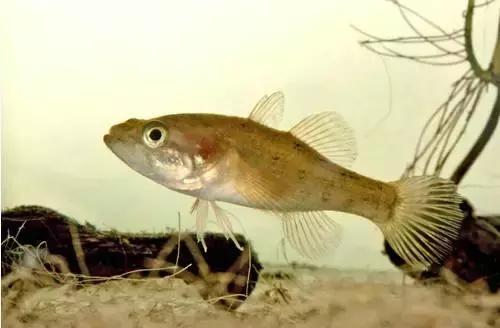 黑龙江省的鳇鱼,中国黑龙江的鳇鱼