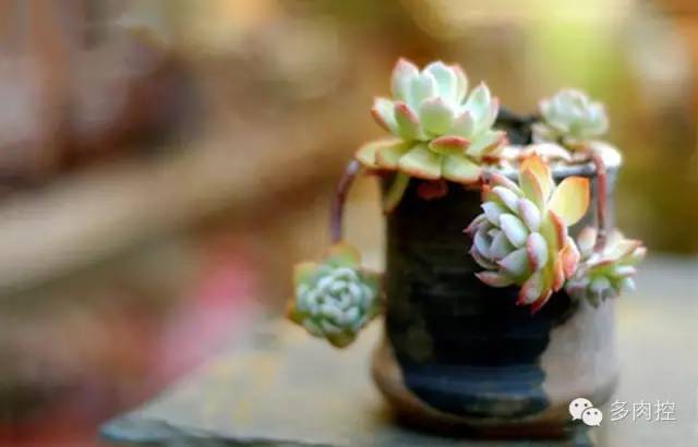 多肉徒长的原因和解决方法,多肉徒长的原因及处理方法