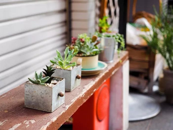 多肉徒长的原因和解决方法,多肉徒长的原因及处理方法