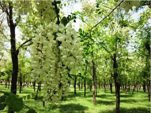 大连周边最佳赏槐地美的让人窒息