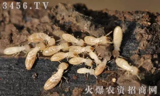 地下害虫的主要防治措施是什么,地下害虫和地面害虫怎样防治