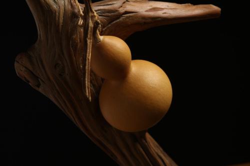 怎么简单在阳台上种葫芦,阳台种小葫芦不长葫芦怎么办