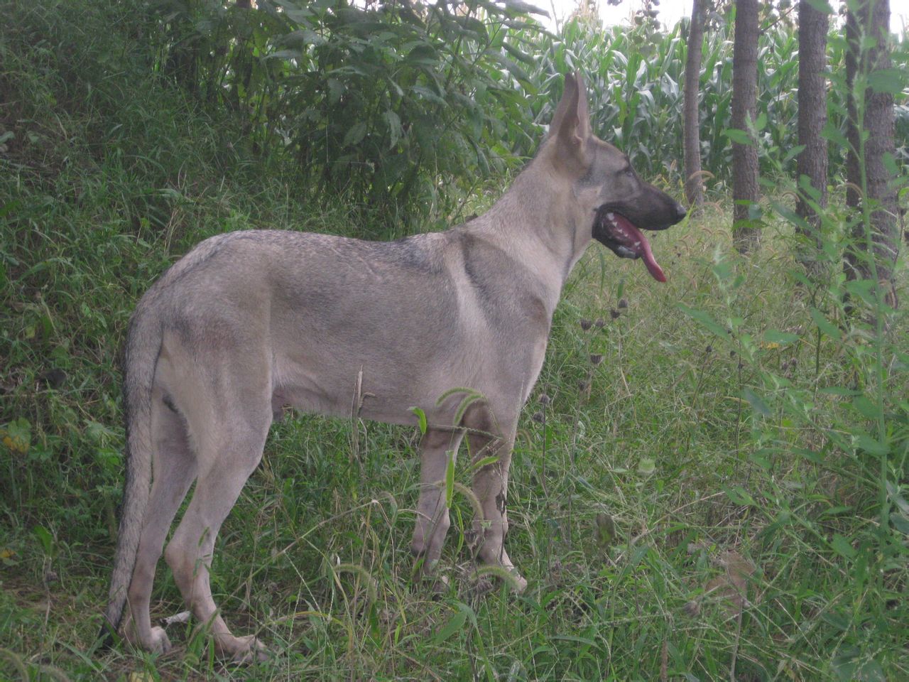 德牧和狼青犬有什么区别？为什么狼青犬的名气比不上德牧？
