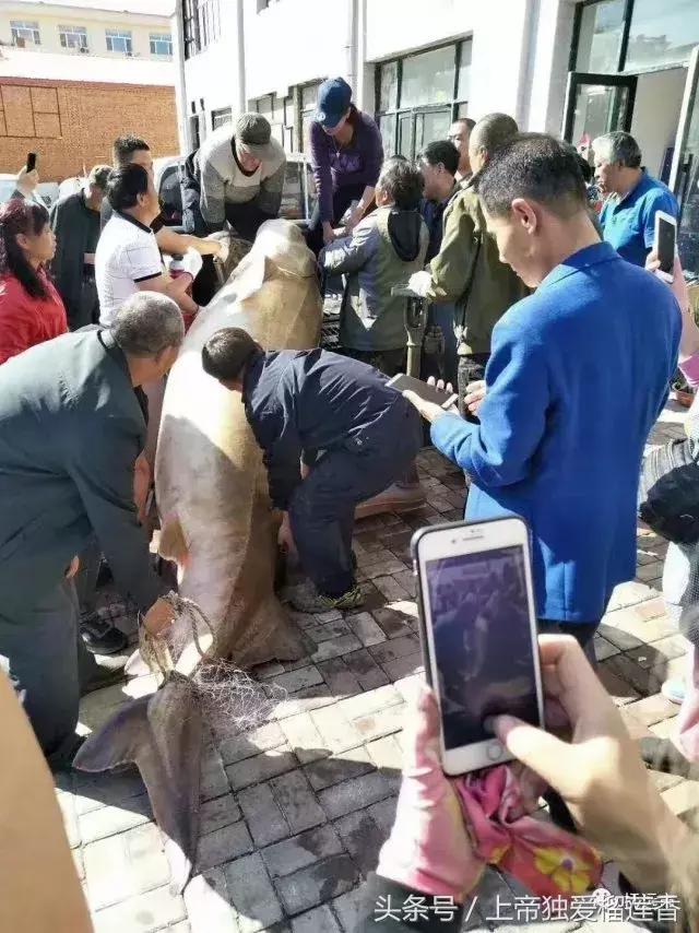 黑龙江鳇鱼最大多少斤,黑龙江大鳇鱼1000斤