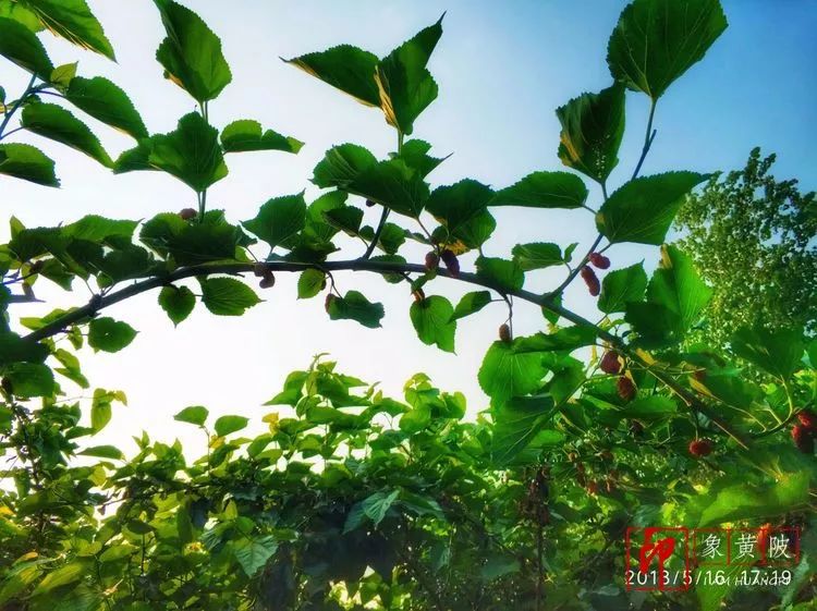黄陂好景何处觅，火塔公路几十里